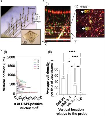 Frontiers Spatiotemporal Analysis Of D Human Ipsc Derived Neural